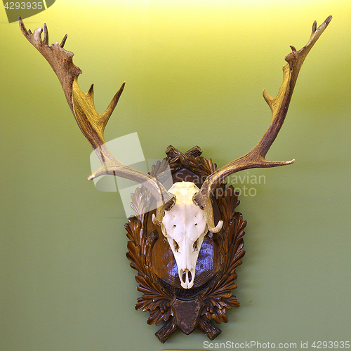 Image of fallow deer hunting trophy on green wall