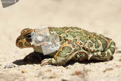 Image of profile image of green toad