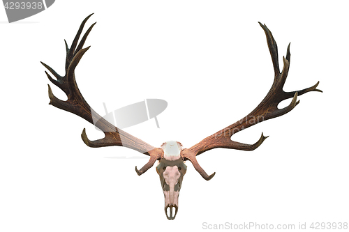 Image of monster deer hunting trophy