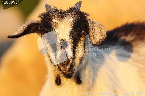 Image of cute young mottled goat portrait