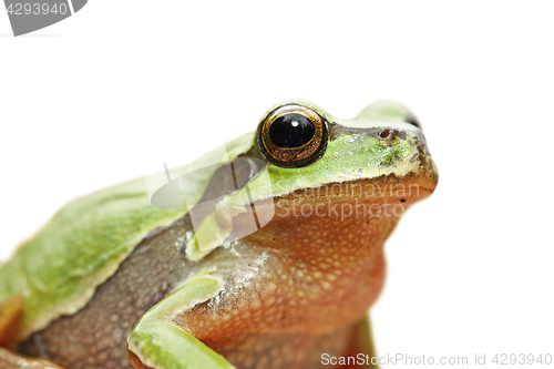 Image of cute isolated portrait of green tree frog