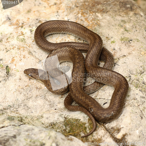 Image of smooth snake basking on a stone