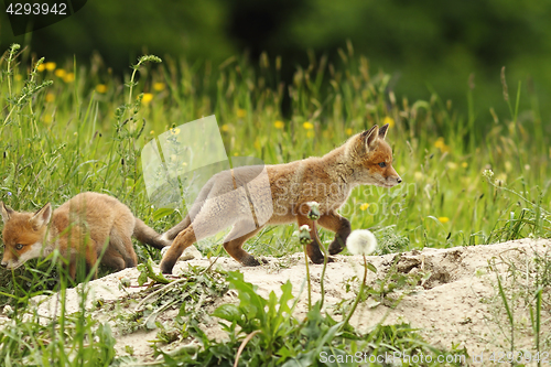 Image of wild red fox puppy