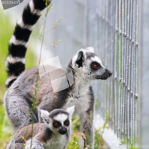 Image of ring tailed lemur family