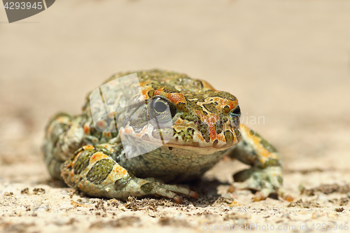 Image of cute european green toad