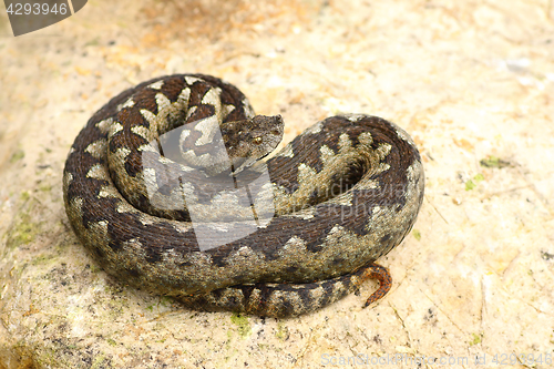 Image of sand viper basking on a rock