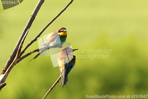 Image of couple of european bee eaters