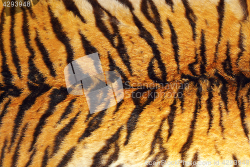 Image of detail of tiger stripes on leather