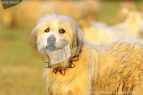 Image of angry sheep dog