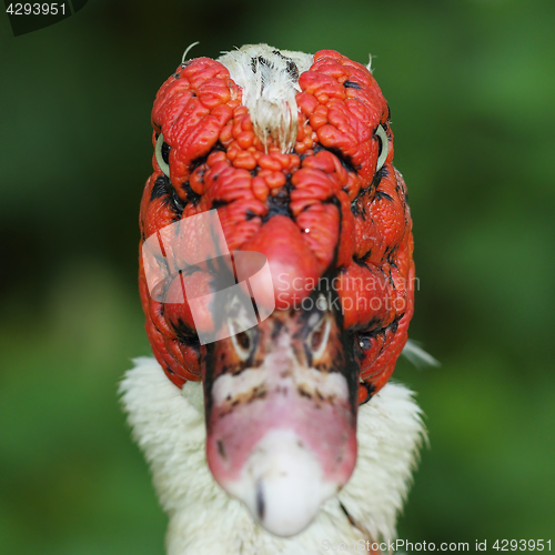 Image of abstract portrait of muscovy duck