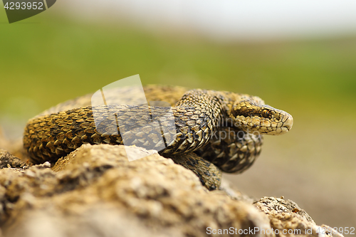 Image of meadow viper basking in sittu