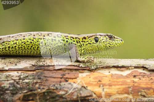 Image of Lacerta agilis basking on wood stump