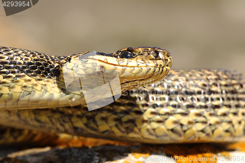 Image of blotched snake macro image