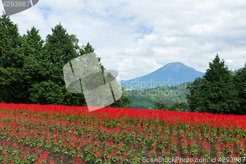 Image of Red Salvia farm and mountain