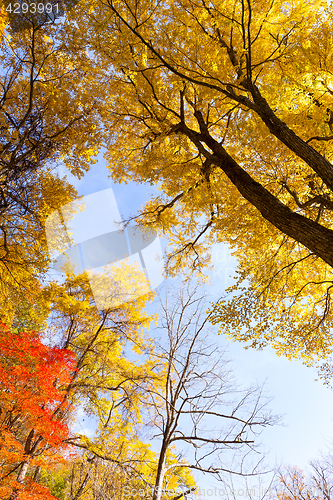 Image of Maple tree in autumn season