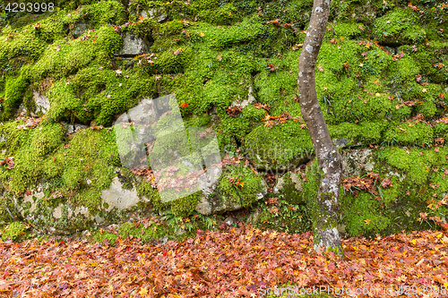 Image of Rock and stone wall with maple tree