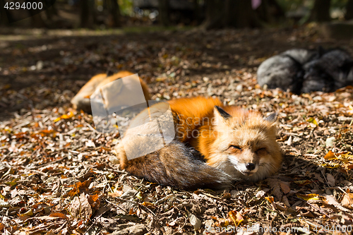 Image of Red fox sleeping at outdoor