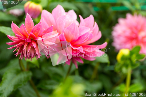 Image of Chrysanthemum