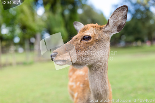 Image of Close up of deer