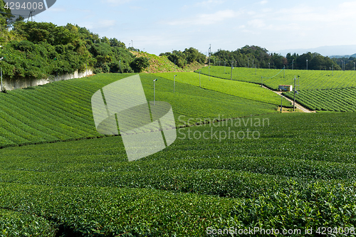 Image of Green Tea plantation