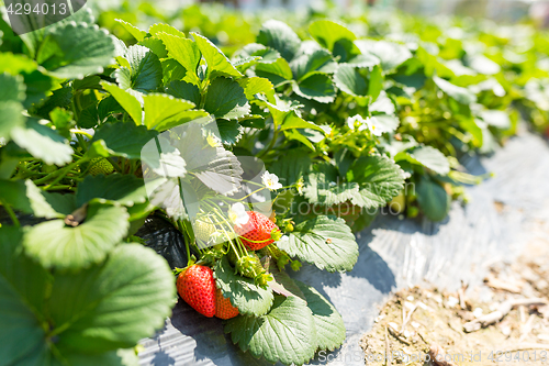 Image of Green Fresh Strawberry field 