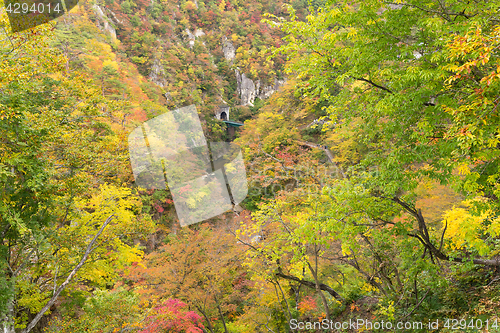 Image of Leaves turning color in autumn in Naruko Gorge