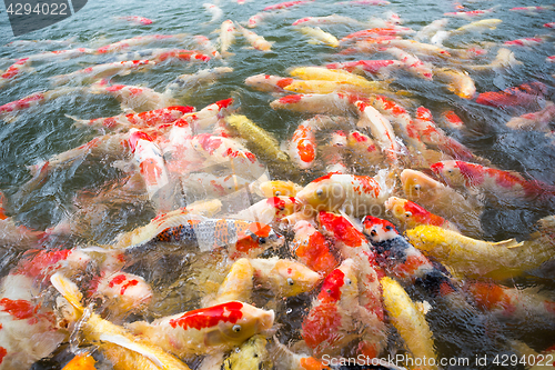 Image of Feeding Koi fish in the park