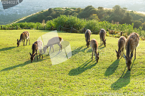 Image of Deer in Mount Wakakusa and eating grass