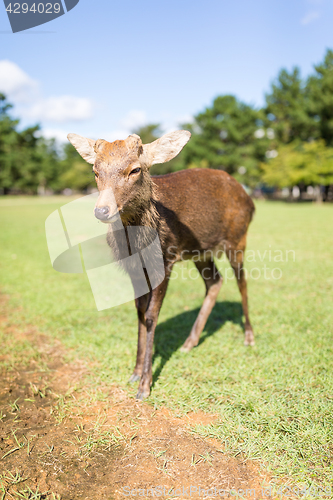 Image of Wild deer at park