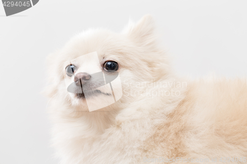 Image of White Pomeranian dog over white background
