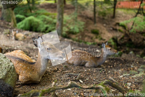 Image of Deer resting at park