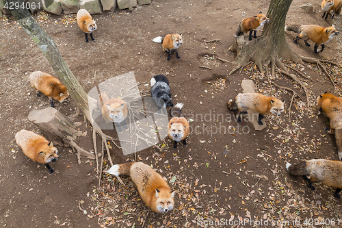 Image of Fox village in Japan