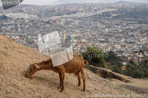 Image of Goat and a Fez panorama, Morocco, North Africa