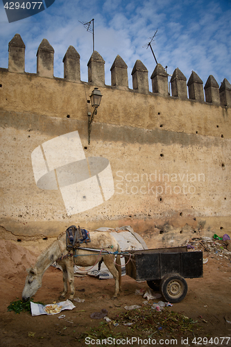 Image of Donkey in Fez, Morocco.