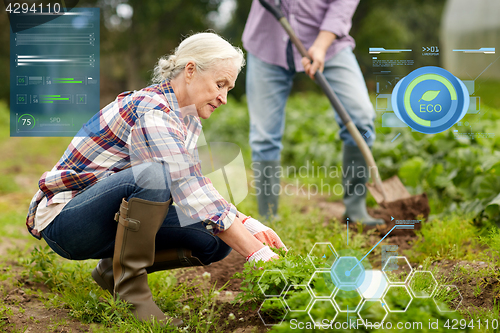 Image of senior couple working in garden or at summer farm