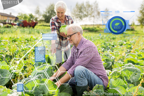 Image of senior couple picking cabbage on farm