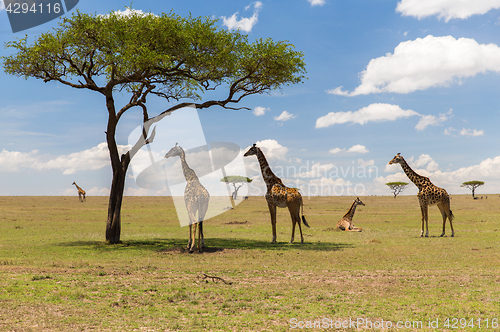 Image of giraffes in savannah at africa