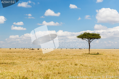 Image of tree and herd of animals in savannah at africa