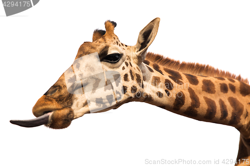 Image of giraffe showing tongue