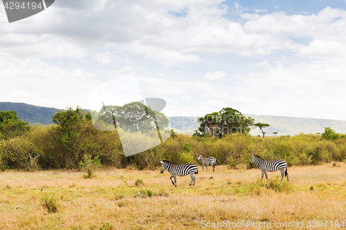 Image of herd of zebras grazing in savannah at africa