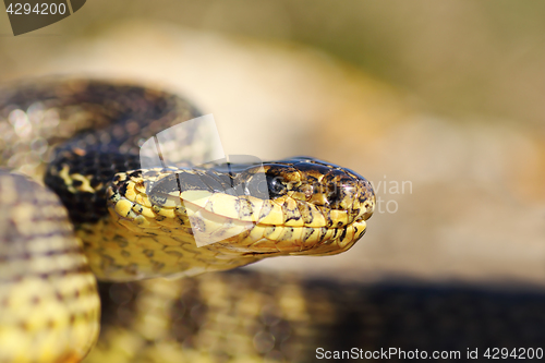 Image of close up of blotched snake head