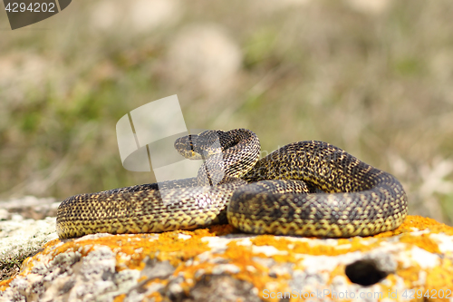 Image of full length blotched snake
