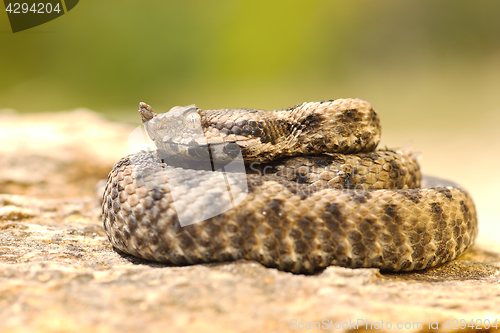 Image of young viper basking on stone