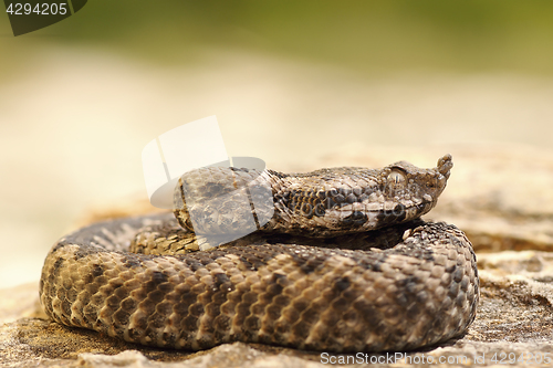Image of poisonous snake youngster basking on stone