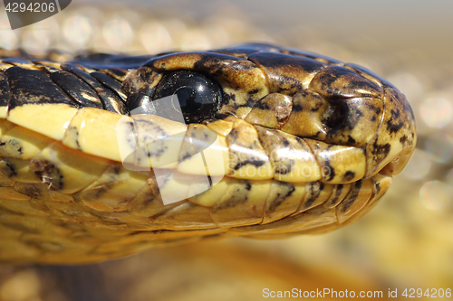 Image of extreme macro portrait of blotched snake