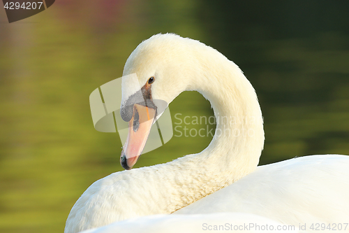 Image of portrait of graceful white swan