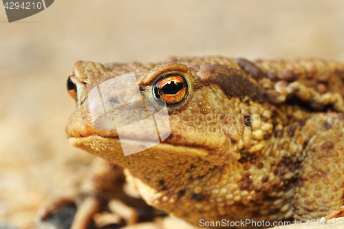 Image of macro portrait of ugly brown toad