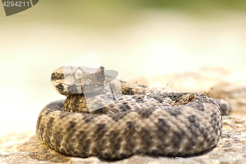 Image of aggressive nose horned viper ready to strike