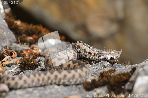 Image of nose horned viper in natural habitat