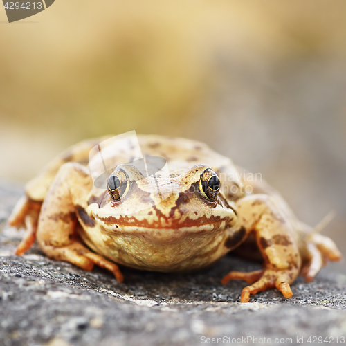 Image of common brown frog macro image